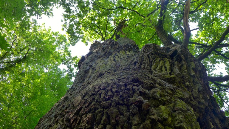 STEHEN LASSEN – Bäume verdienen mehr Schutz